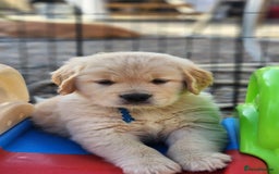 Golden Retriever dogs for sale: Golden retriever pups 5 girls and 4 boy available - Image 10