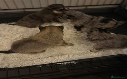 Chihuahua dogs for sale: Chihuahua and Pomchi puppies - Image 17