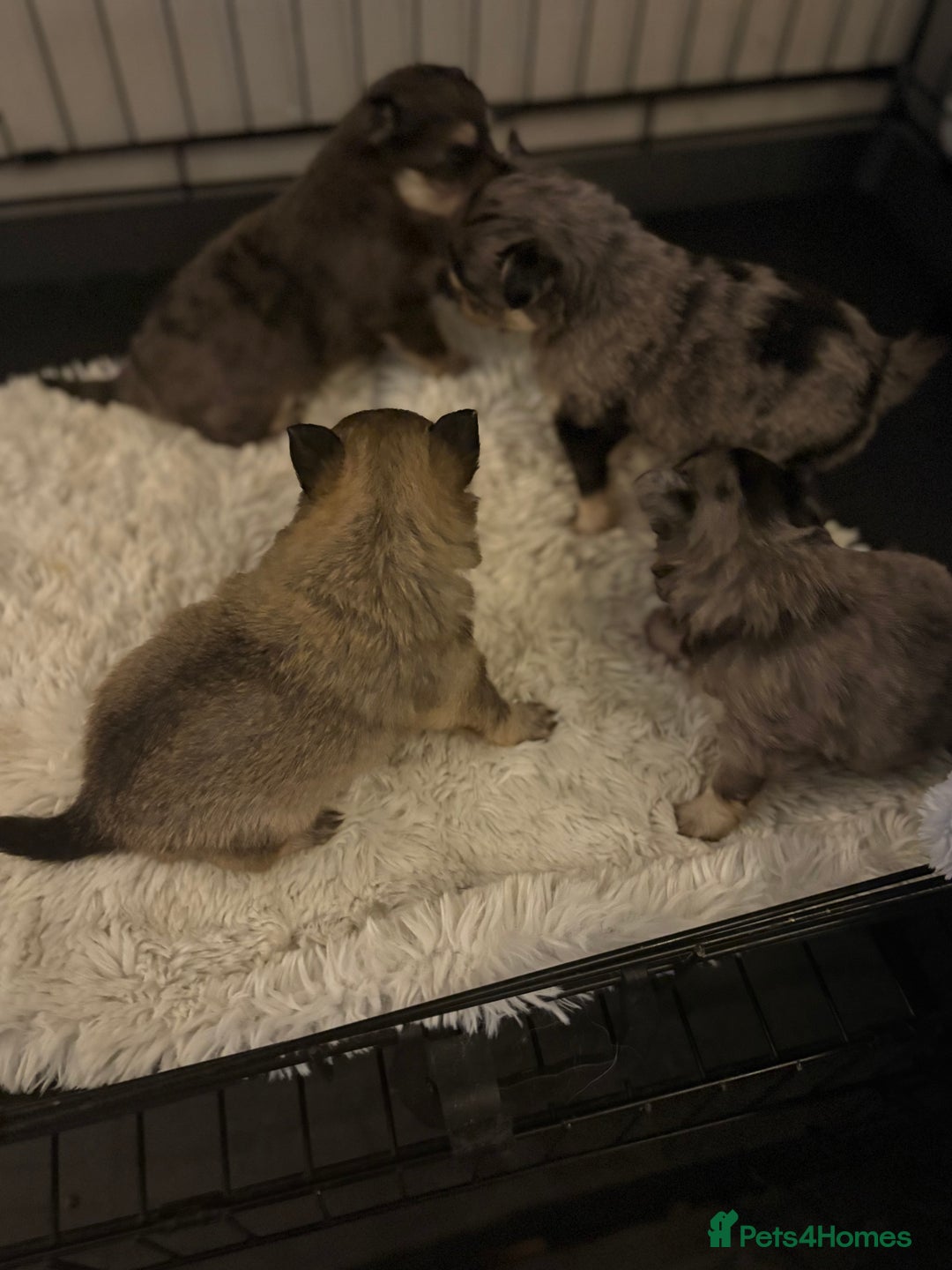 Chihuahua dogs for sale: Chihuahua and Pomchi puppies - Image 17