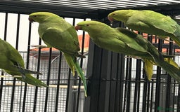 Ringnecks birds for sale: Stunning Baby Indian Ringnecks  - Advert 2