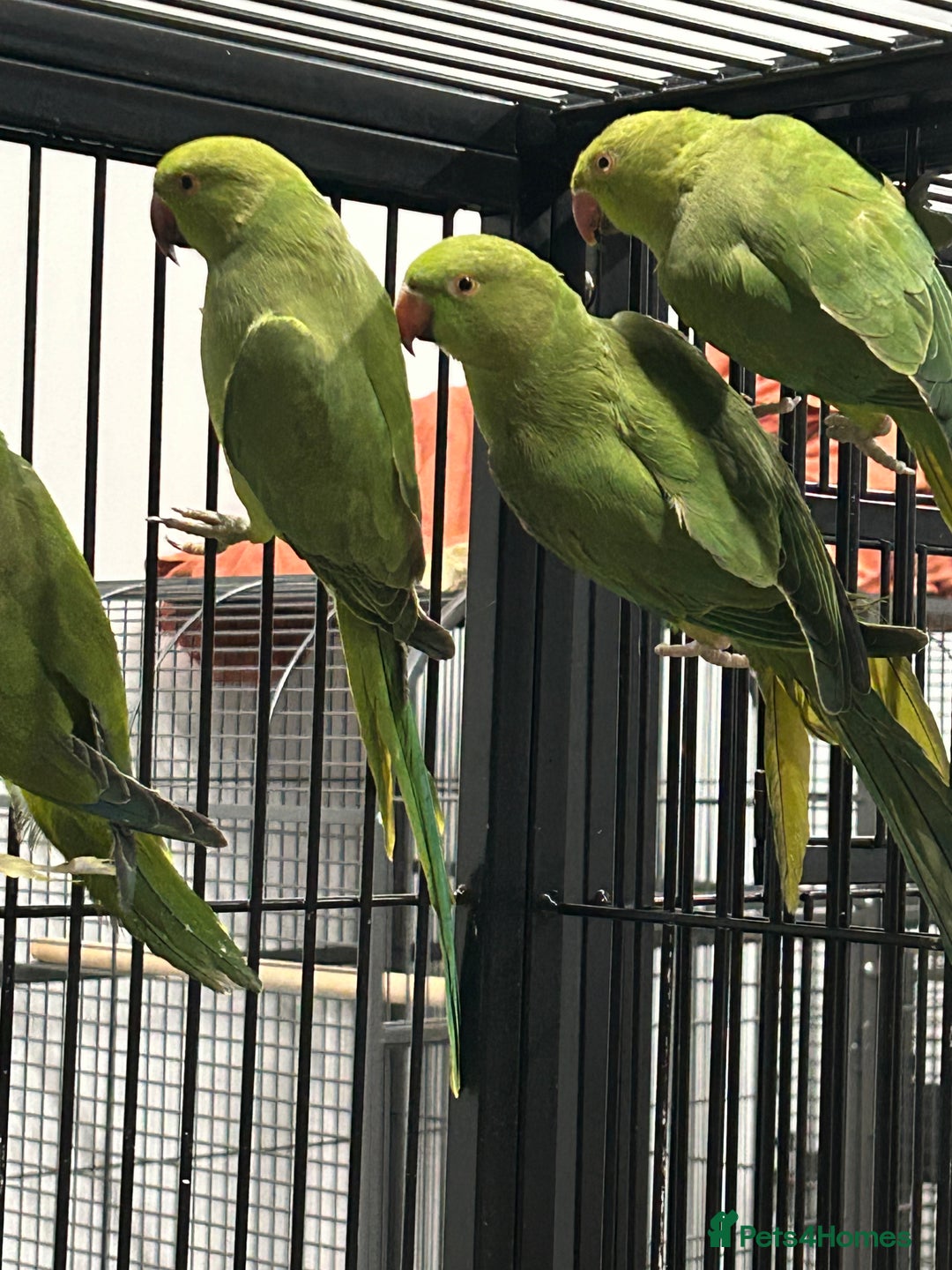 Ringnecks birds for sale: Stunning Baby Indian Ringnecks  - Advert 2