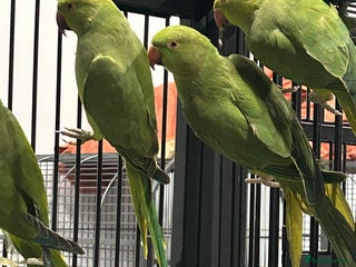 Ringnecks birds Stunning Baby Indian Ringnecks - Advert 4