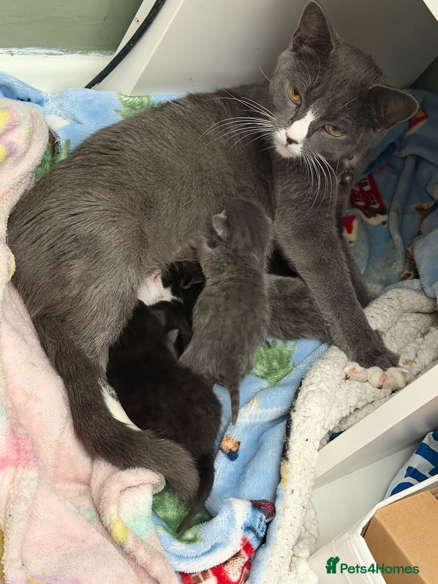 Mixed Breed cats Baby cats  - Advert 4