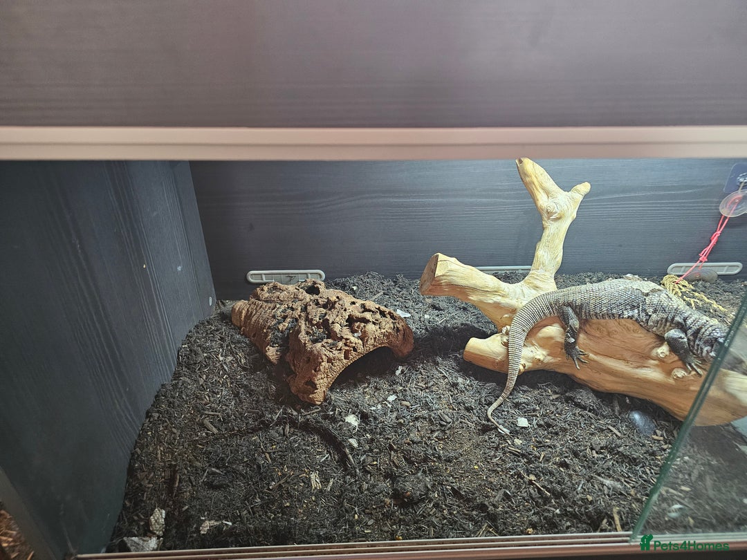 Monitor reptiles for sale: Beautiful savannah monitor  - Image 3
