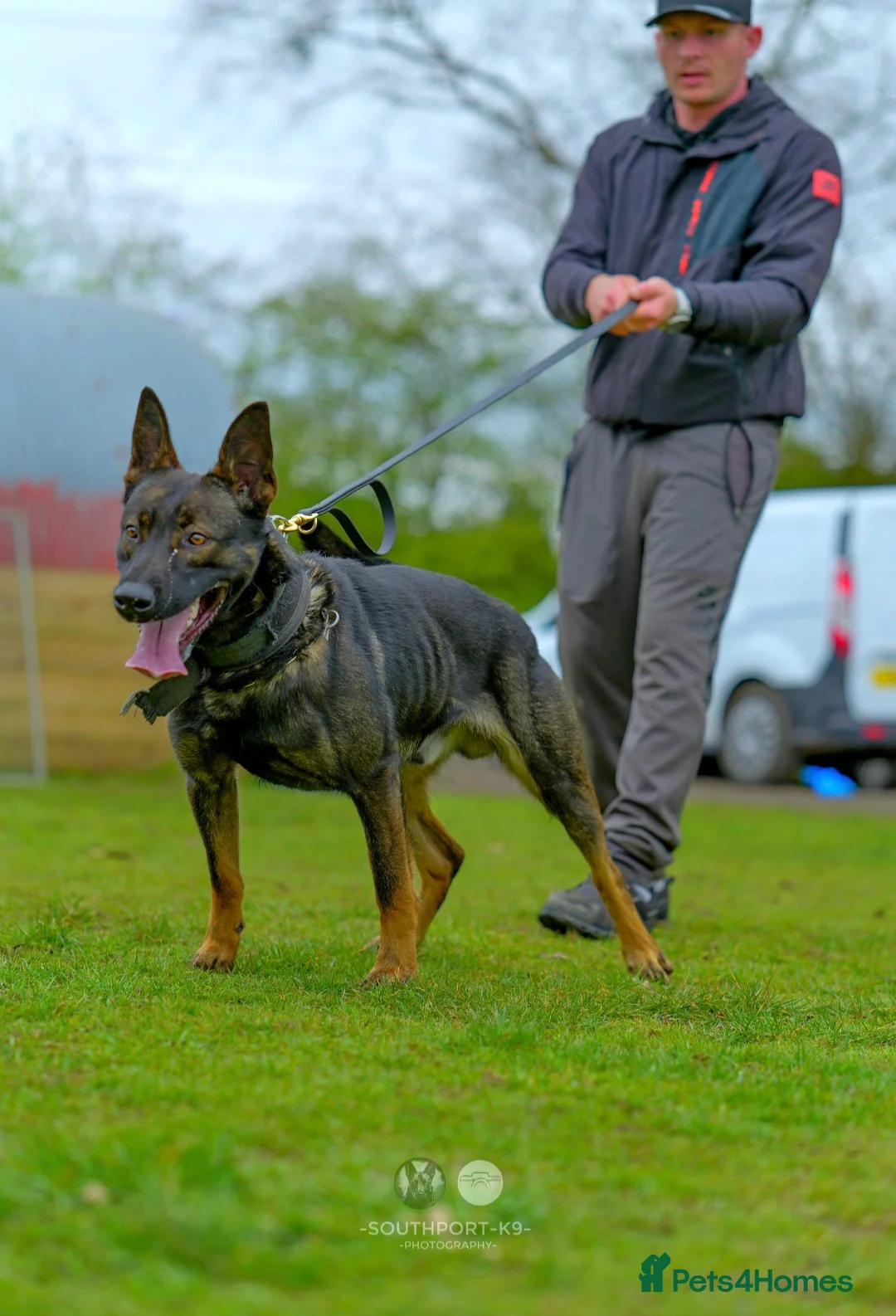 Belgian Shepherd Dog dogs for sale: Exclusive bloodlines  - Advert 29