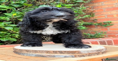 Australian Labradoodle dogs - Advert 6