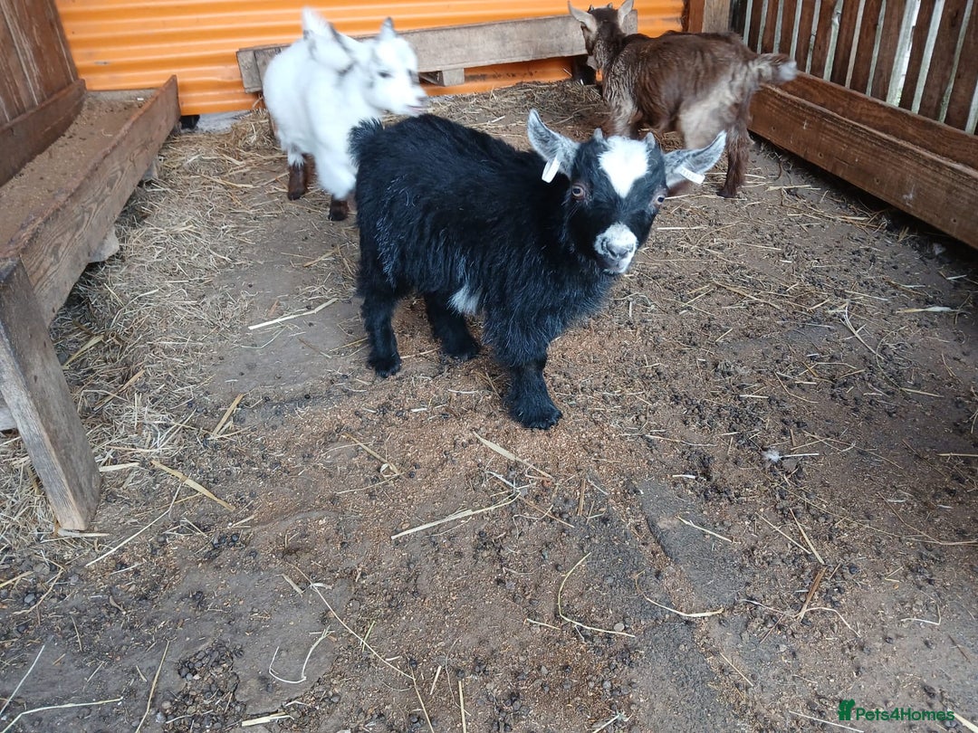 Goats livestock for sale: Pygmy Goat Wether kids for sale  - Image 9