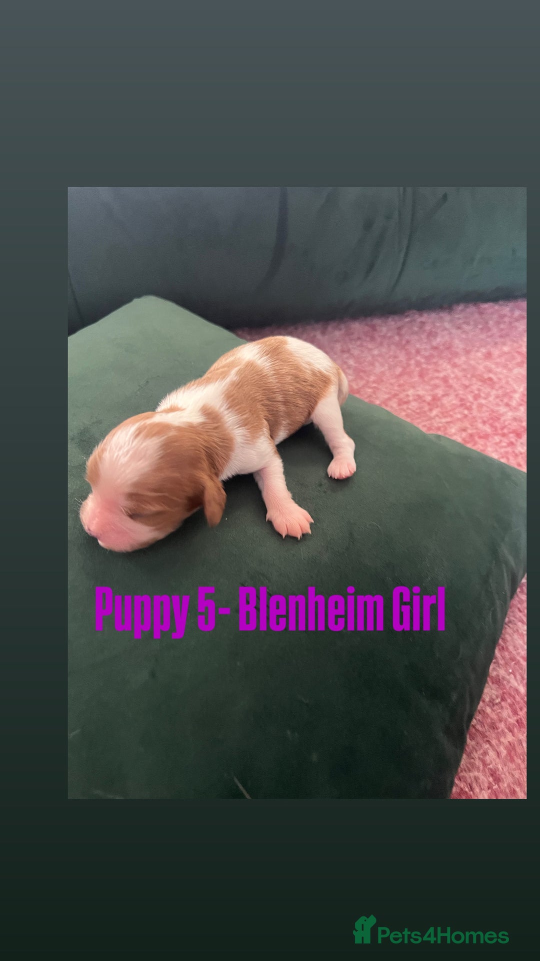 Cavalier King Charles Spaniel dogs for sale: Beautiful KC Registered Cavalier King Charles Pups - Advert 16