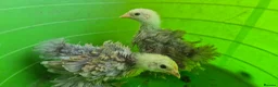 Chickens poultry for sale: 4 week old mixed Bantams  - Advert 1