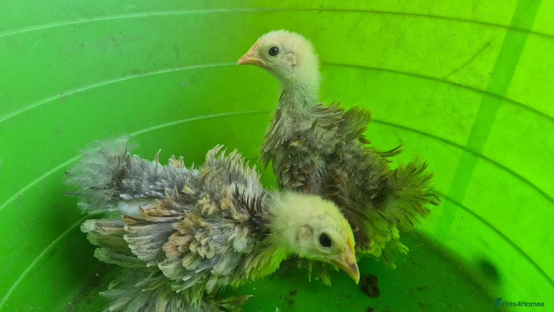 Chickens poultry for sale: 4 week old mixed Bantams  - Advert 1