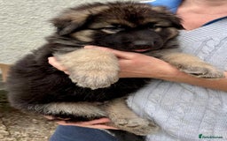 German Shepherd dogs for sale: Adorable GSD pups, straight back line, KC reg - Image 27