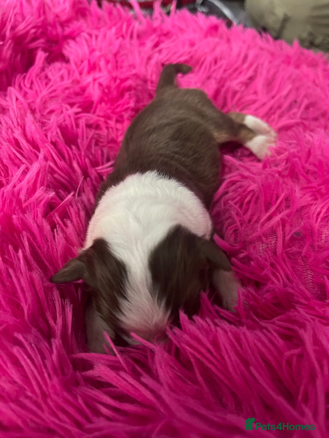 Australian Shepherd dogs for sale: Beautiful Australian Shepherd KC registration🥰 - Image 20