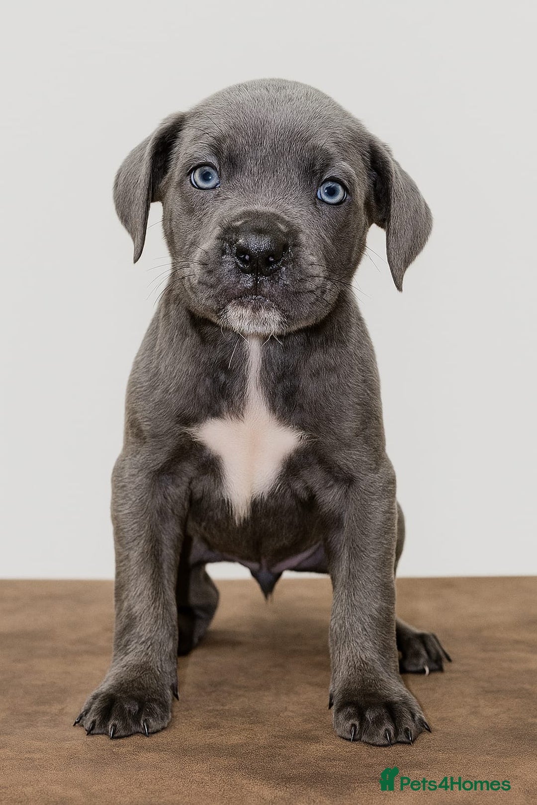 Cane Corso dogs for sale: Russian/Romanian cane corso pups Available  - Advert 5