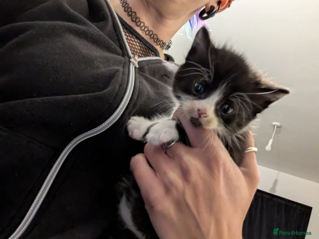 Mixed Breed cats for sale: Fluffy Black & White Tuxedo Kittens Ready 9 July  - Advert 2