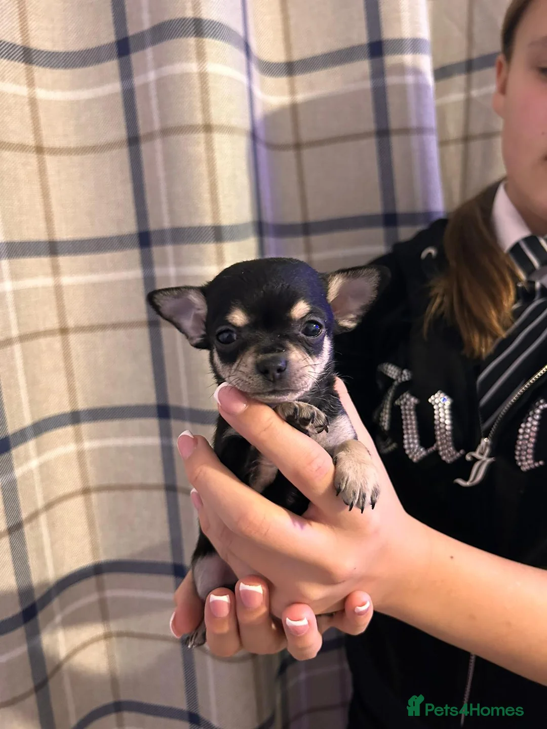 Chihuahua dogs for stud: Stud services - Advert 2