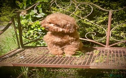 Toy Poodle dogs for sale: Asian Toy Poodle Puppies - Image 6