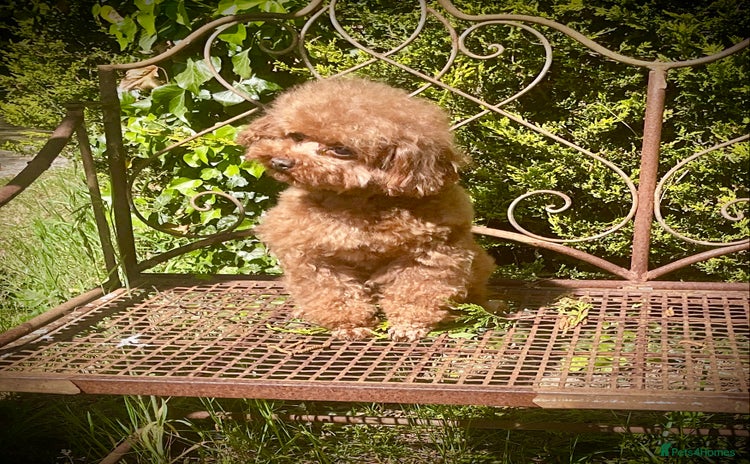 Toy Poodle dogs - Advert 6
