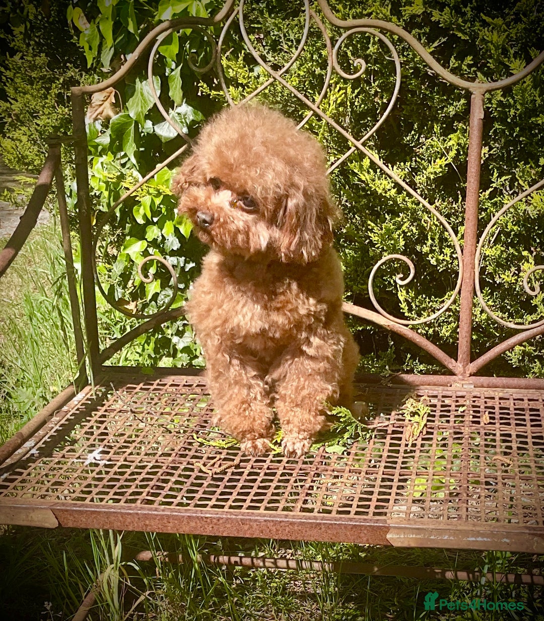Toy Poodle dogs for sale: Asian Toy Poodle Puppies - Image 6