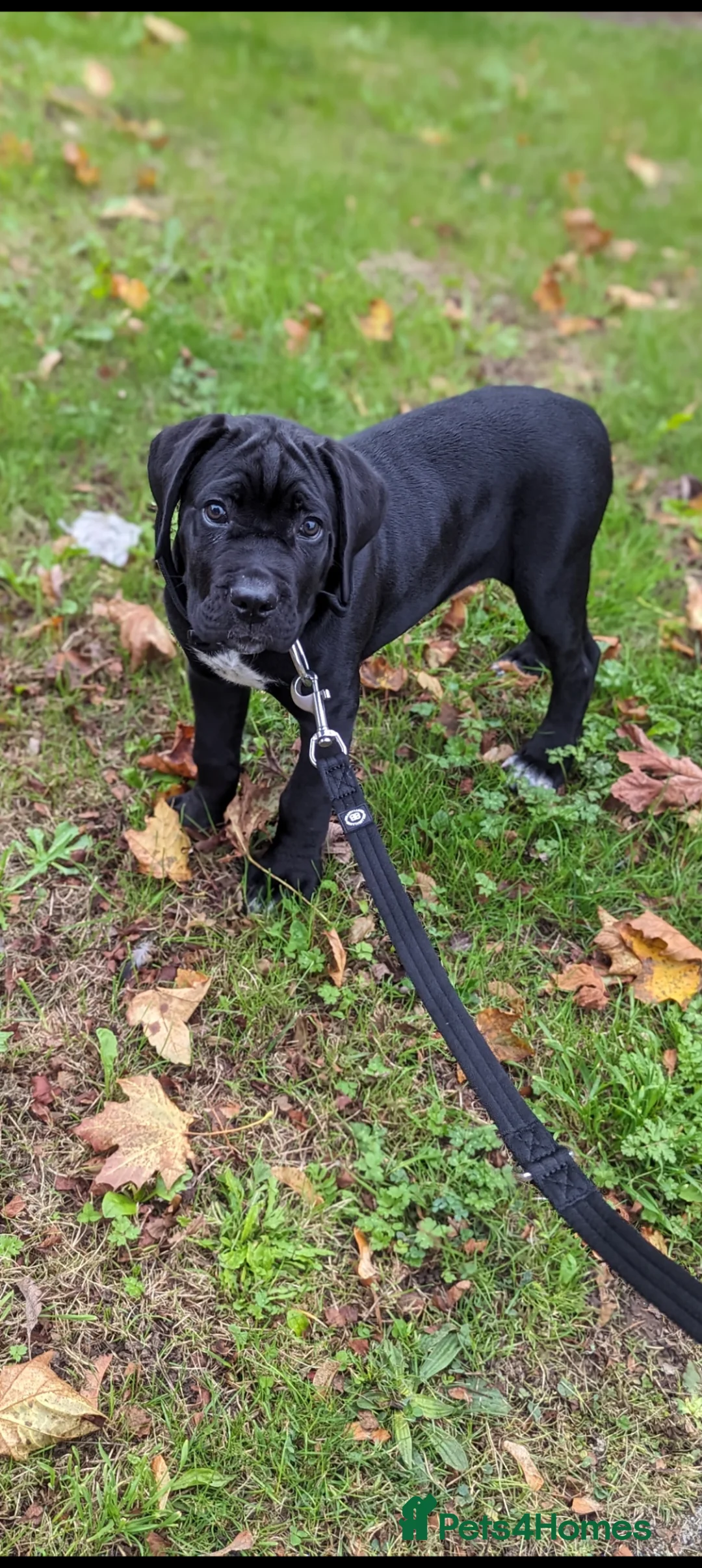 Cane Corso dogs for sale: 2 year old cane corso - Advert 14