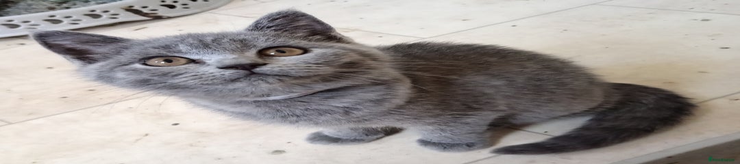 British Shorthair Kitten 3