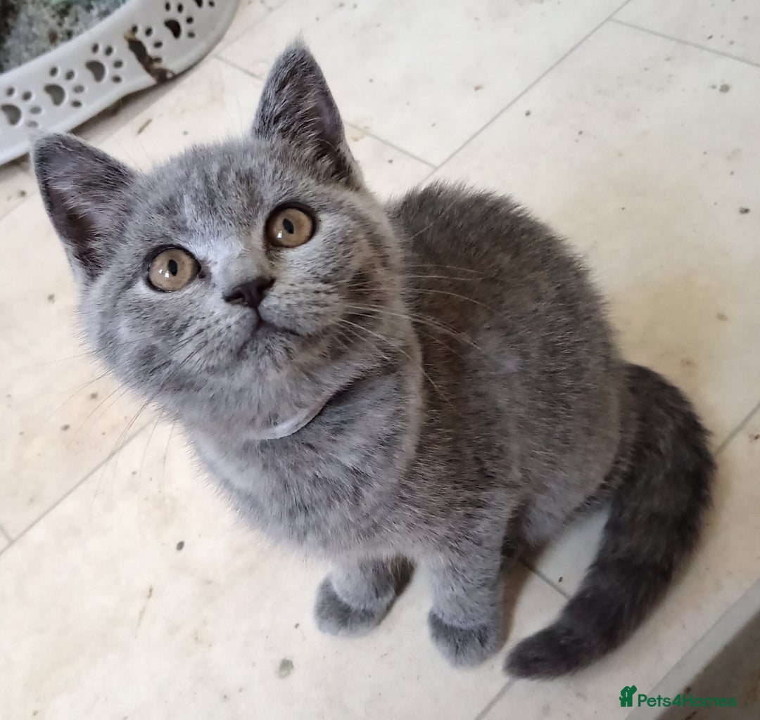 British Shorthair cats for sale: 4 British short hair lilac girls 1 choch torte boy - Image 10