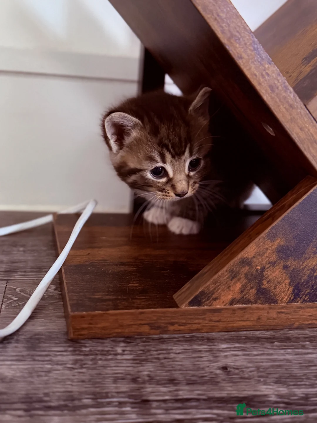 Mixed Breed cats for sale: Beautiful kittens available - Advert 31