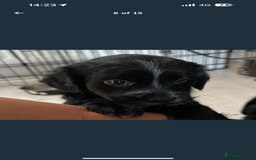 Mixed Breed dogs for sale: Our last girl for sale  - Image 3