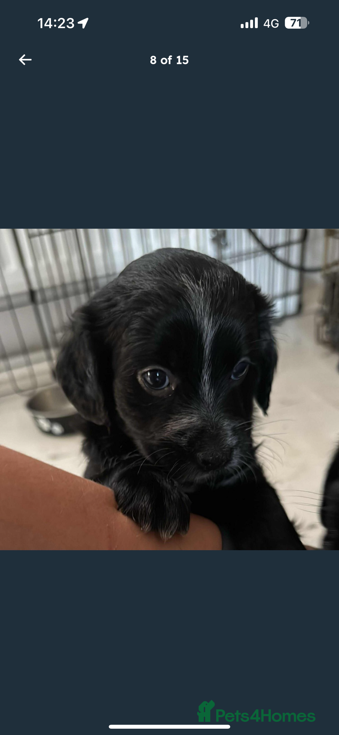 Mixed Breed dogs for sale: Our last girl for sale  - Image 3