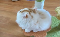British Shorthair cats for sale: British Shorthair and Longhair kittens - Image 3