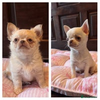Chihuahua dogs Chihuahua male puppy , KC Reg READY NOW - Advert 5