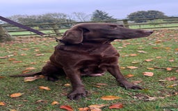 Labrador Retriever dogs for sale: Outstanding Quality Chocolate Labrador Puppies - Image 35