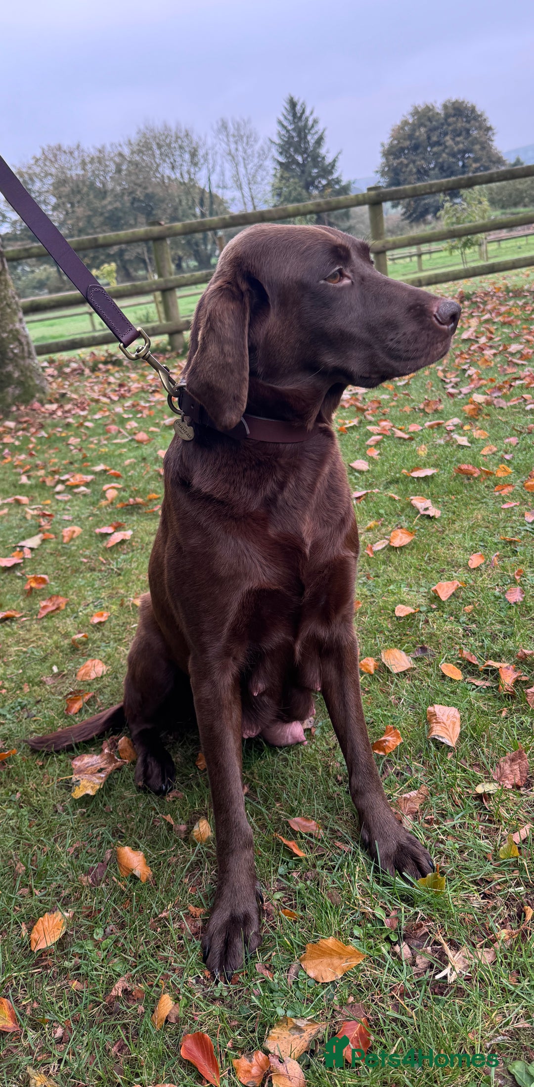 Labrador Retriever dogs for sale: Outstanding Quality Chocolate Labrador Puppies - Image 35