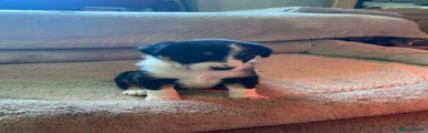 Borador Puppy 3