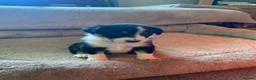 Borador dogs for sale: Borador pups with a bit of kelpie too! - Advert 8