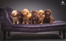 Cockapoo dogs for sale: **Ready Now**Miniature F1B Cockapoos  - Image 1