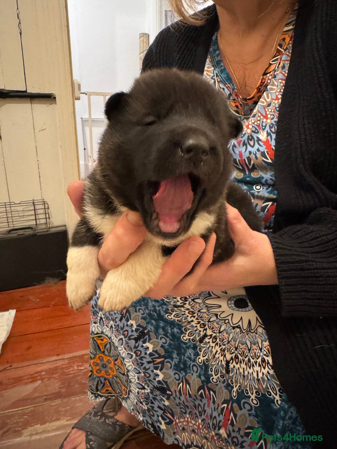 Akita dogs for sale: Black Mask American Akita Puppies - Advert 10