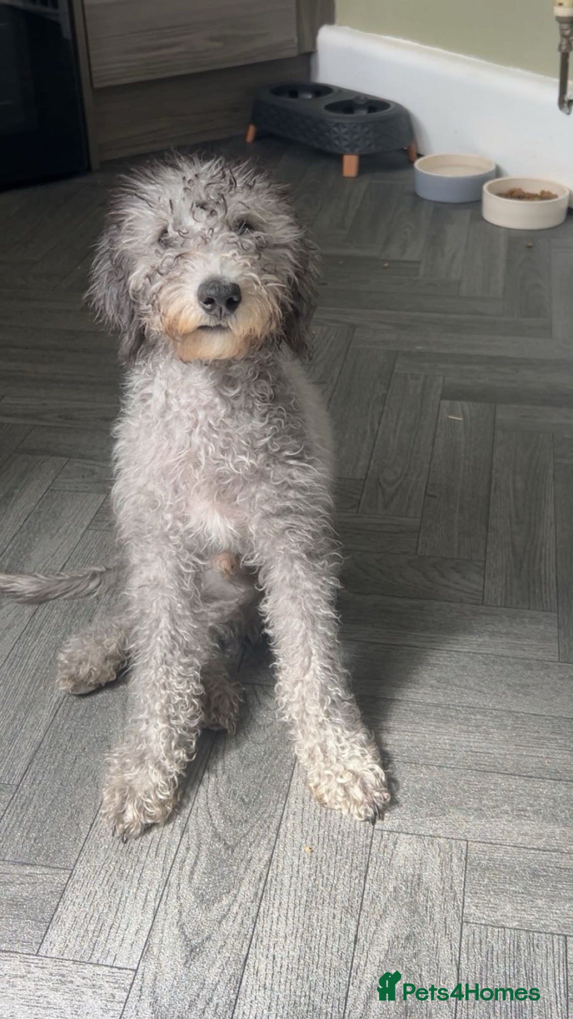 Bedlington Terrier dogs Bedlington terrier boy 4 month old  - Advert 2