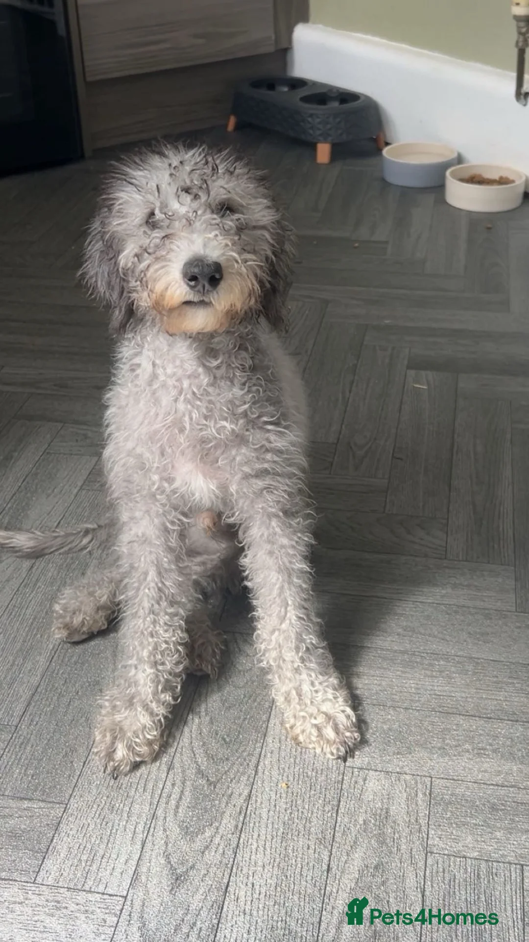 Bedlington Terrier dogs for sale: Bedlington terrier boy 4 month old  in Dewsbury - Advert 1