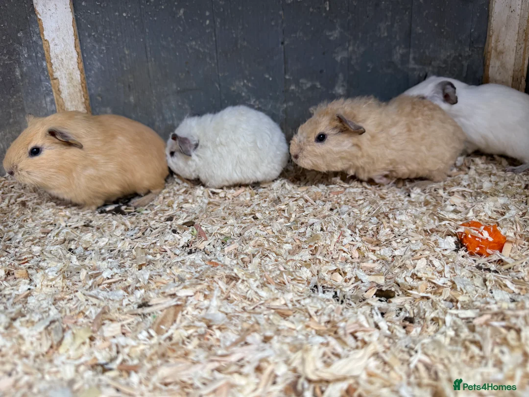 Guinea Pig rodents for sale: Baby Guinea Pigs Ready now - Advert 7