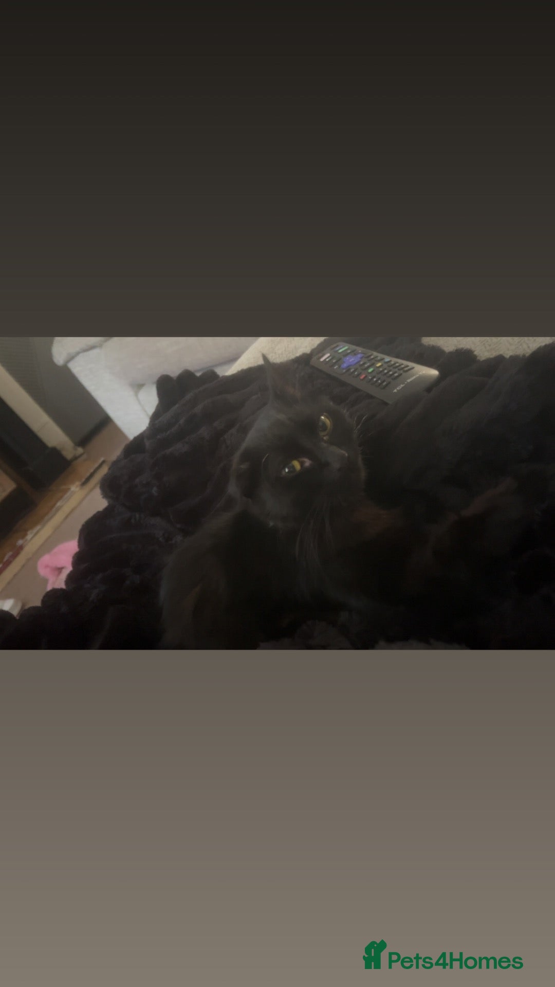 Mixed Breed cats 2 kittens both female free to a loving home  - Advert 5