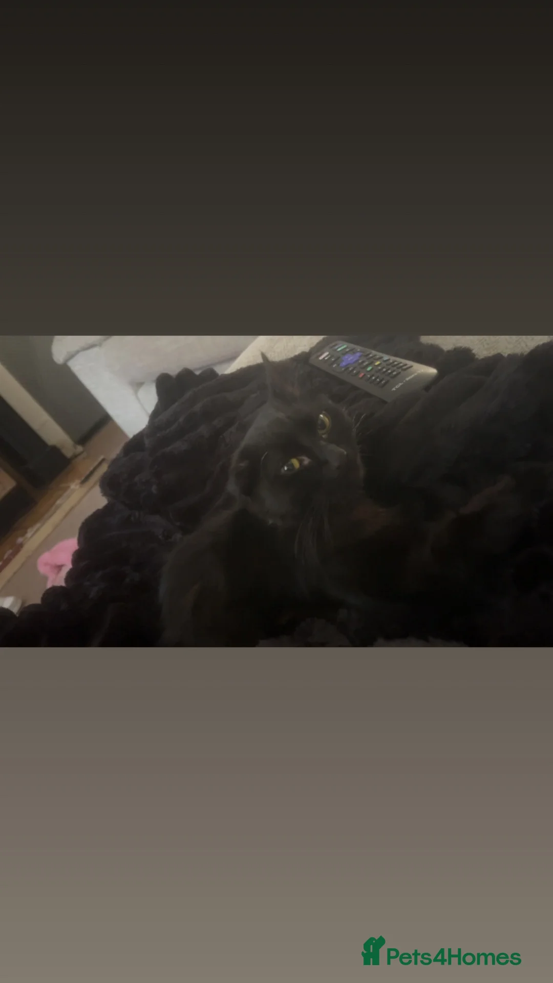 Mixed Breed cats for sale: 2 kittens both female free to a loving home  in Walsall - Advert 1