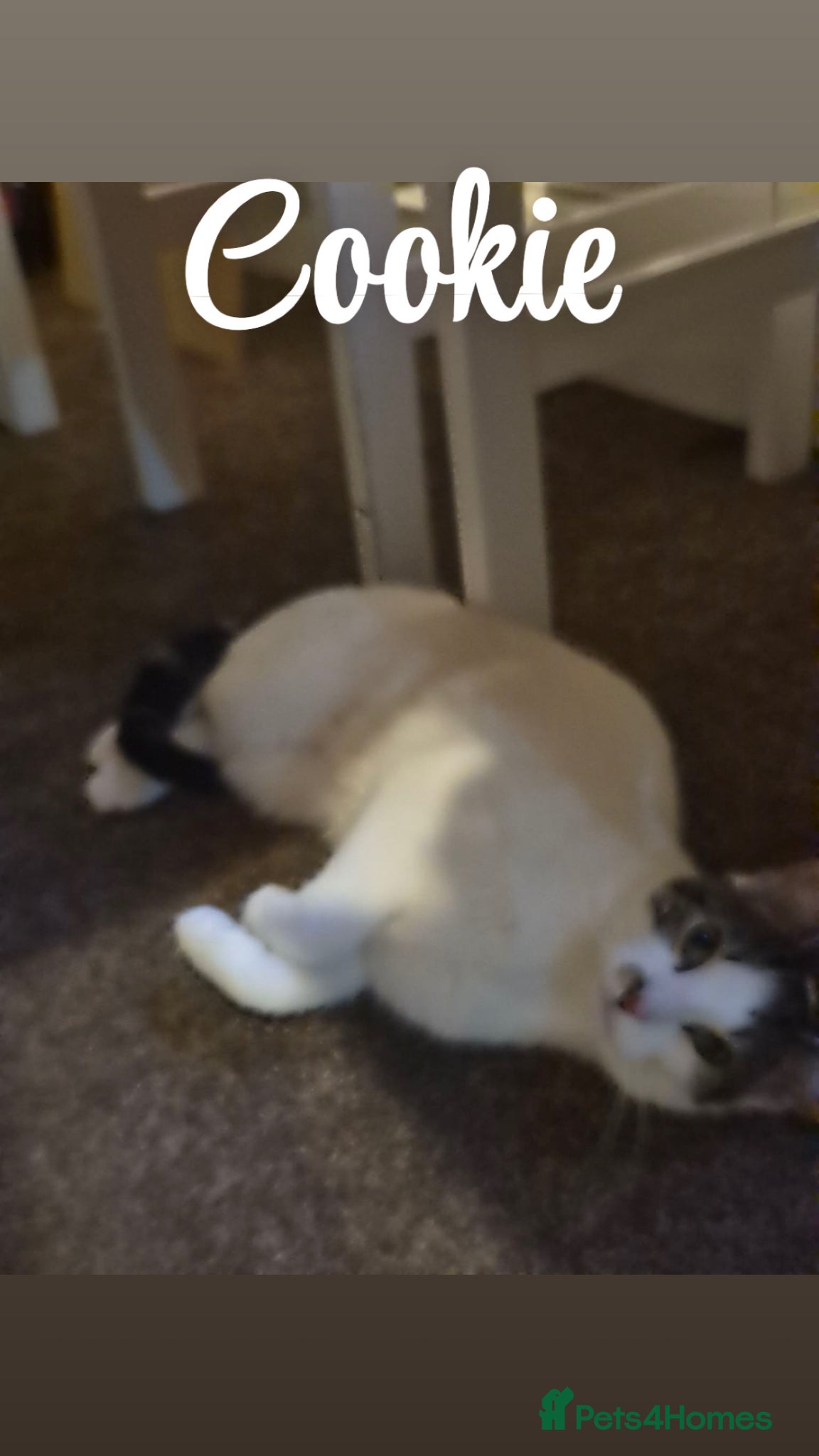 Domestic Shorthair cats Rehomed to a lovely home  - Advert 3