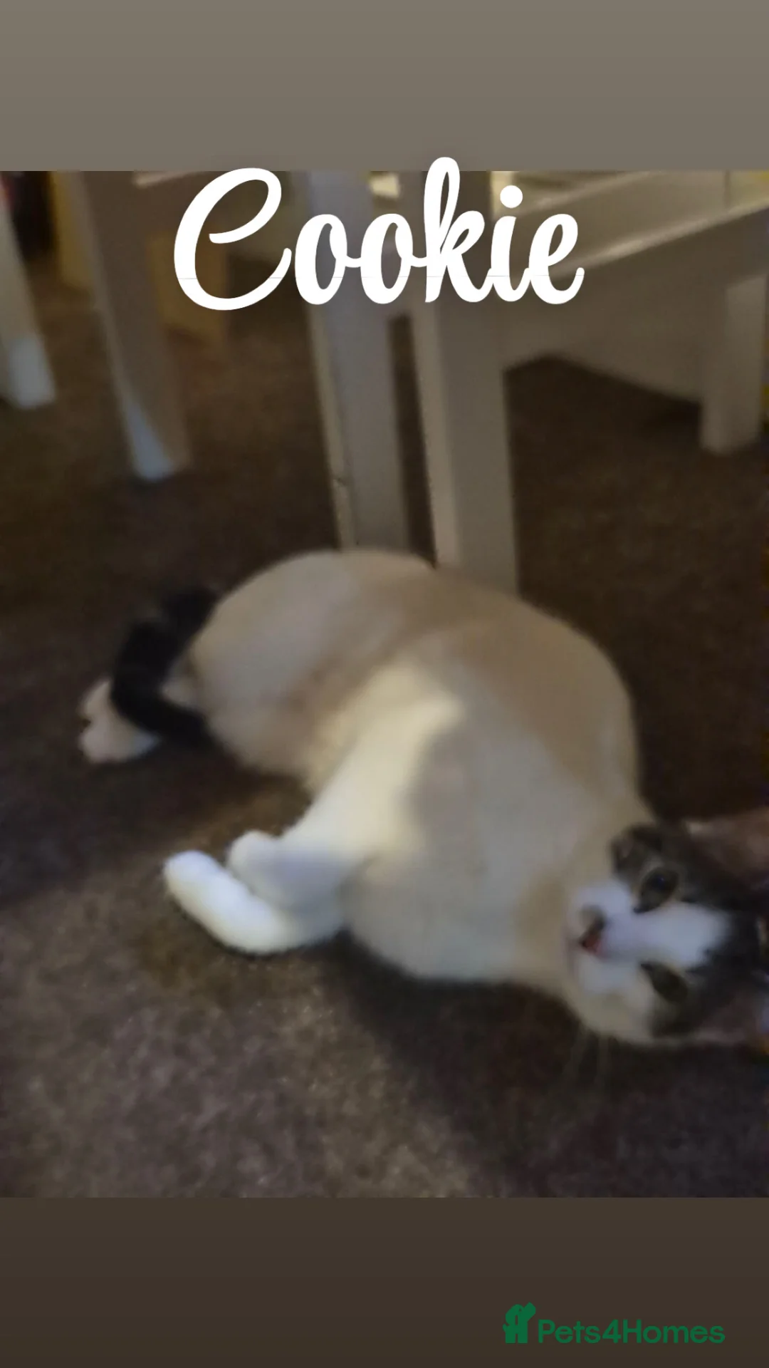 Domestic Shorthair cats for sale: Rehomed to a lovely home  in Middlesbrough - Advert 1