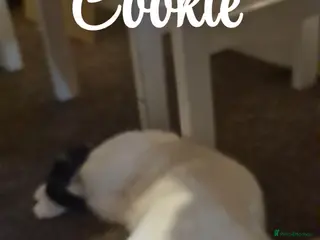 Domestic Shorthair cats Rehomed to a lovely home - Advert 7