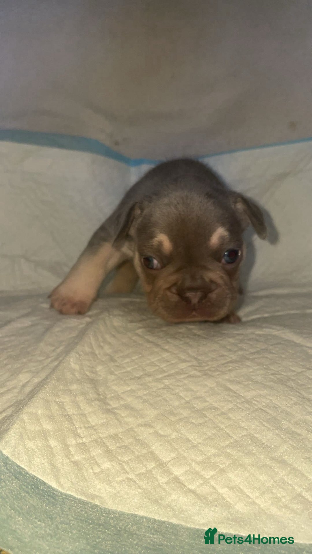 French Bulldog dogs for sale: Beautiful French Bulldog Puppies - Advert 2