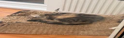 Mixed Breed cats for sale: Maine Coon x Tabby 4 Year Old Female - Advert 3