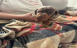 Miniature Dachshund dogs for sale: Miniature dachshund  - Image 22