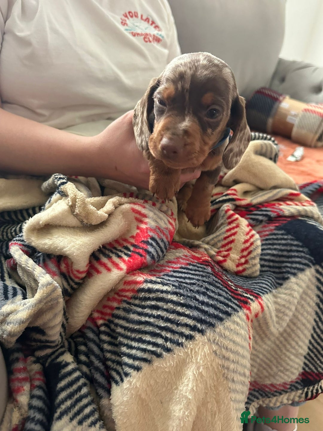 Miniature Dachshund dogs for sale: Miniature dachshund  - Image 22