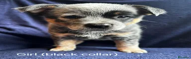 Australian Cattle Dog 5
