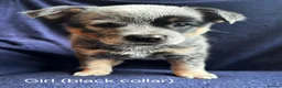 Australian Cattle Dog dogs for sale: Now reduced! Stunning cattle dogs! - Advert 20